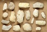 Clearance Lot: Cretaceous Fish Coprolites (Fossil Poop) - Kansas #255967-2